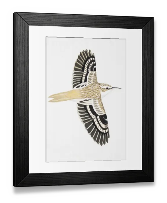 Framed Print : Treecreeper (Certhia familiaris), adult Framed Print : Treecreeper (Certhia familiaris), adult