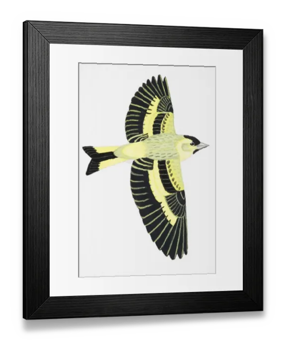 Framed Print : Siskin (Carduelis spinus), adult male Framed Print : Siskin (Carduelis spinus), adult male