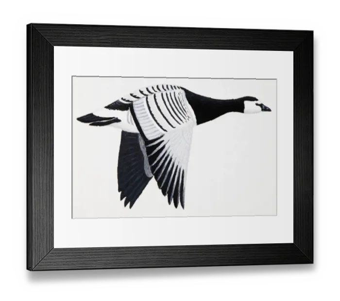 Framed Print : Barnacle Goose (Branta leucopsis), adult Framed Print : Barnacle Goose (Branta leucopsis), adult