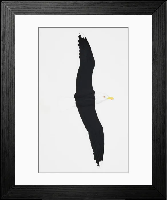 Framed Print : Great Black-backed Gull (Larus marinus), adult