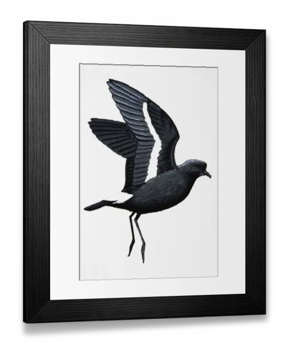 Framed Print : Storm Petrel (Hydrobates pelagicus), adult Framed Print : Storm Petrel (Hydrobates pelagicus), adult