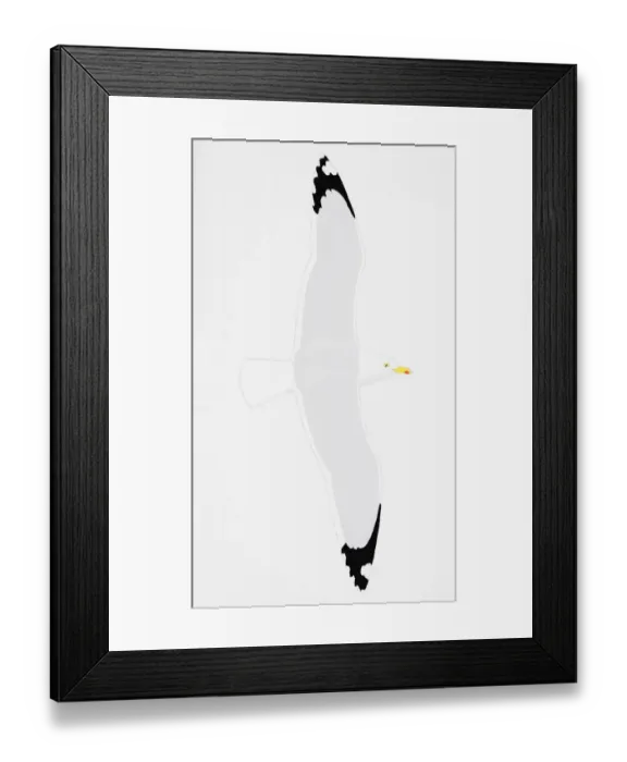 Framed Print : Herring Gull (Larus argentatus), adult Framed Print : Herring Gull (Larus argentatus), adult