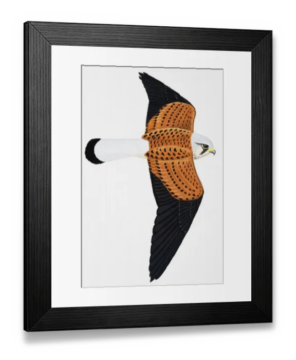 Framed Print : Kestrel (Falco tinnunculus), adult male Framed Print : Kestrel (Falco tinnunculus), adult male