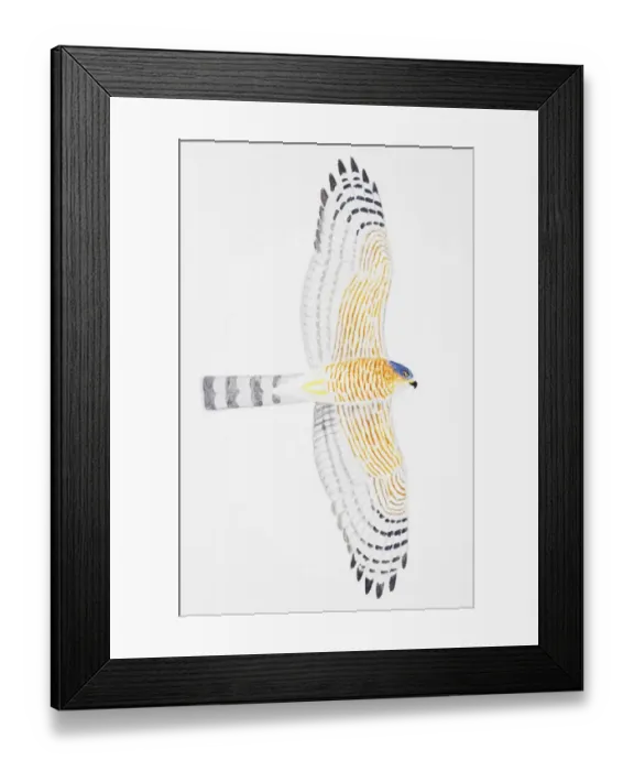 Framed Print : Sparrowhawk (Accipiter nisus), adult male Framed Print : Sparrowhawk (Accipiter nisus), adult male