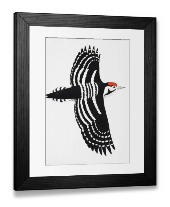 Framed Print : Lesser Spotted Woodpecker (Dendrocopos minor), adult male Framed Print : Lesser Spotted Woodpecker (Dendrocopos minor), adult male
