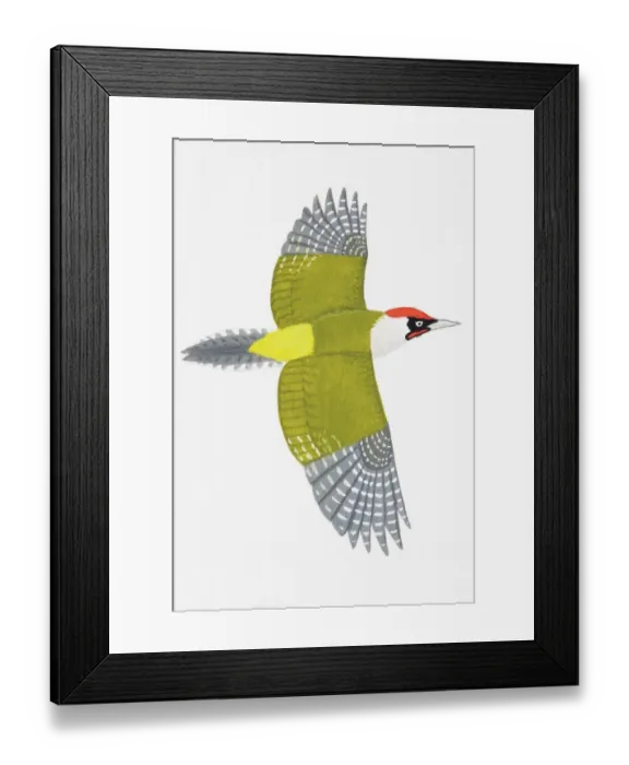 Framed Print : Green Woodpecker (Picus viridis), adult male