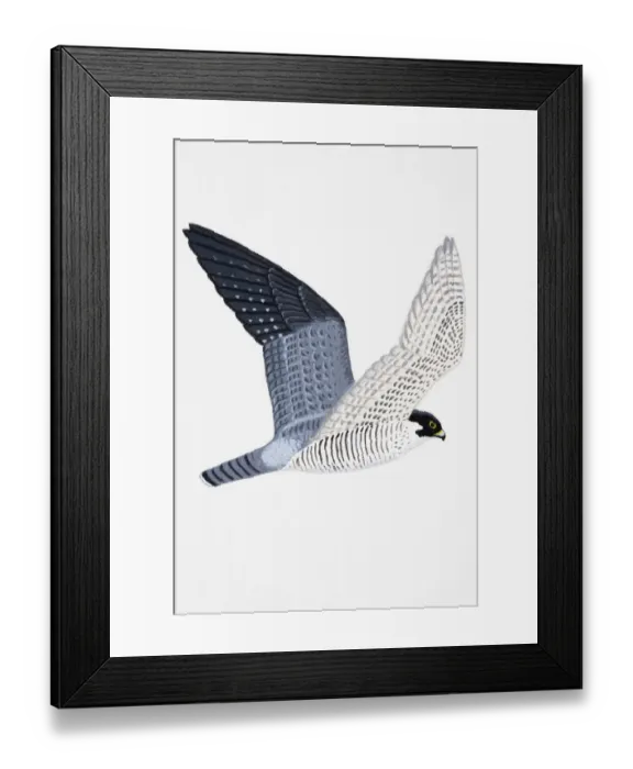 Framed Print : Peregrine Falcon (Falco peregrinus), adult Framed Print : Peregrine Falcon (Falco peregrinus), adult