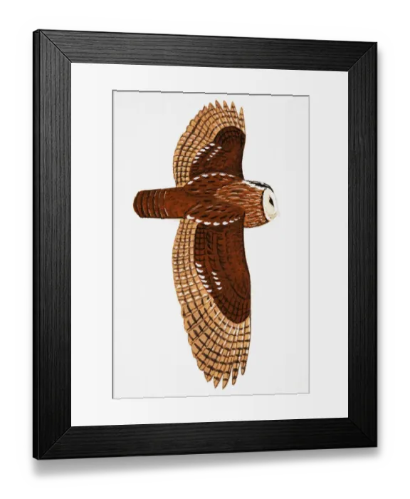 Framed Print : Tawny Owl (Strix aluco), adult Framed Print : Tawny Owl (Strix aluco), adult