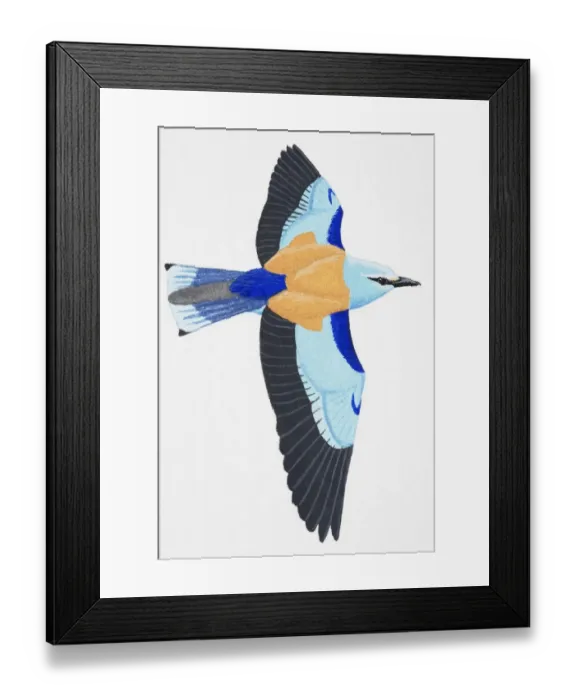 Framed Print : Roller (Coracias garrulus), adult Framed Print : Roller (Coracias garrulus), adult