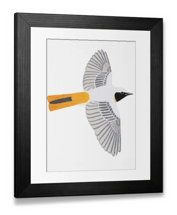 Framed Print : Redstart (Phoenicurus phoenicurus), adult male Framed Print : Redstart (Phoenicurus phoenicurus), adult male