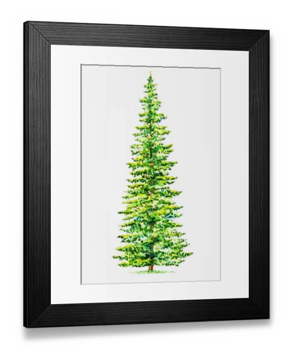 Framed Print : Balsam Fir (Abies balsamea) Framed Print : Balsam Fir (Abies balsamea)