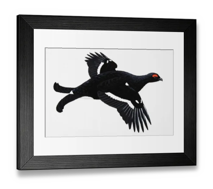 Framed Print : Black Grouse (Tetrao tetrix), large adult male game bird