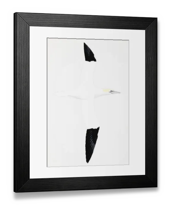 Framed Print : Gannet (Morus bassanus), adult during breeding season, head brushed with delicate yellow Framed Print : Gannet (Morus bassanus), adult during breeding season, head brushed with delicate yellow