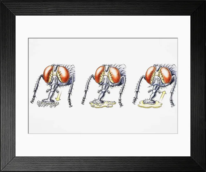 Framed Print : Fly ingesting liquidized food using proboscis Framed Print : Fly ingesting liquidized food using proboscis