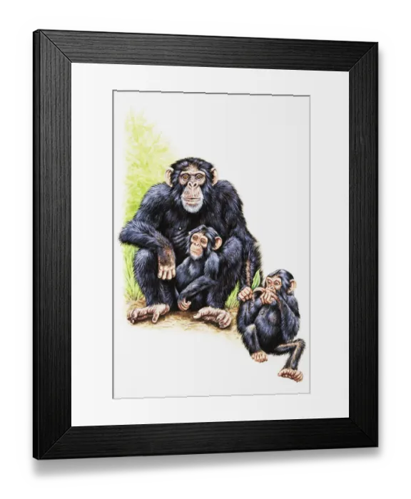 Framed Print : Chimpanzee, mother and two young Framed Print : Chimpanzee, mother and two young