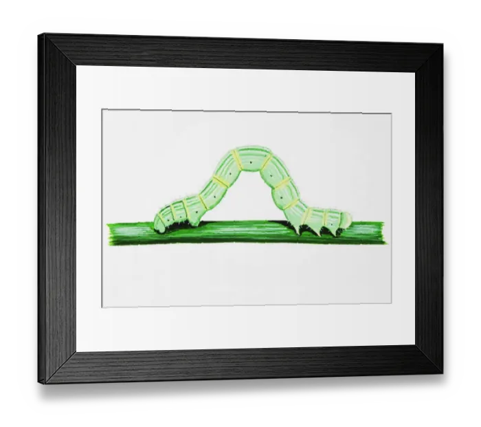 Framed Print : Yellow Shell Moth (Camptogramma bilineata), green larva on stem Framed Print : Yellow Shell Moth (Camptogramma bilineata), green larva on stem