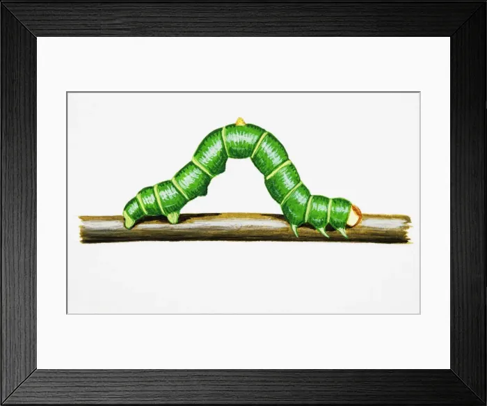 Framed Print : Brimstone Moth (Opisthograptis luteolata), green larva with distinctive horn on back, crawling on twig Framed Print : Brimstone Moth (Opisthograptis luteolata), green larva with distinctive horn on back, crawling on twig