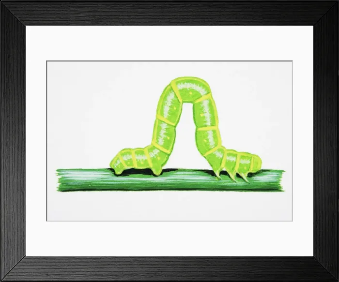 Framed Print : Spinach Moth (Eulithis mellinata), larva on green stem Framed Print : Spinach Moth (Eulithis mellinata), larva on green stem