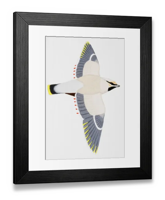 Framed Print : Bohemian Waxwing (Bombycilla garrulus), adult