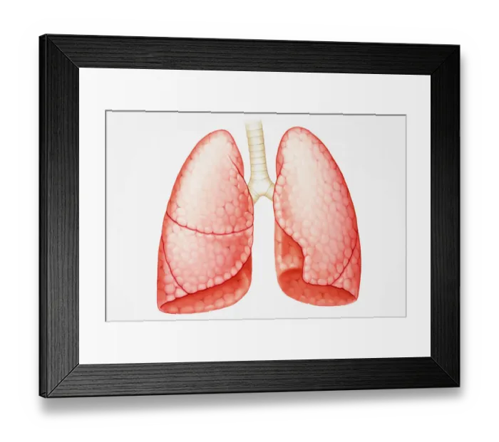 Framed Print : Pair of human lungs Framed Print : Pair of human lungs