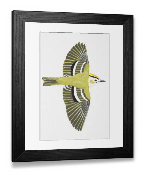 Framed Print : Goldcrest (Regulus regulus), adult male