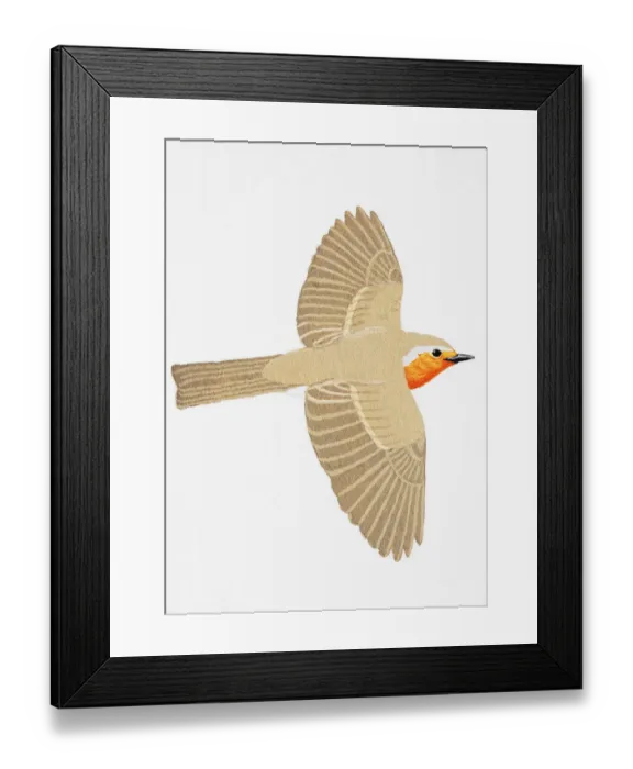 Framed Print : Robin (Erithacus rubecula), adult Framed Print : Robin (Erithacus rubecula), adult