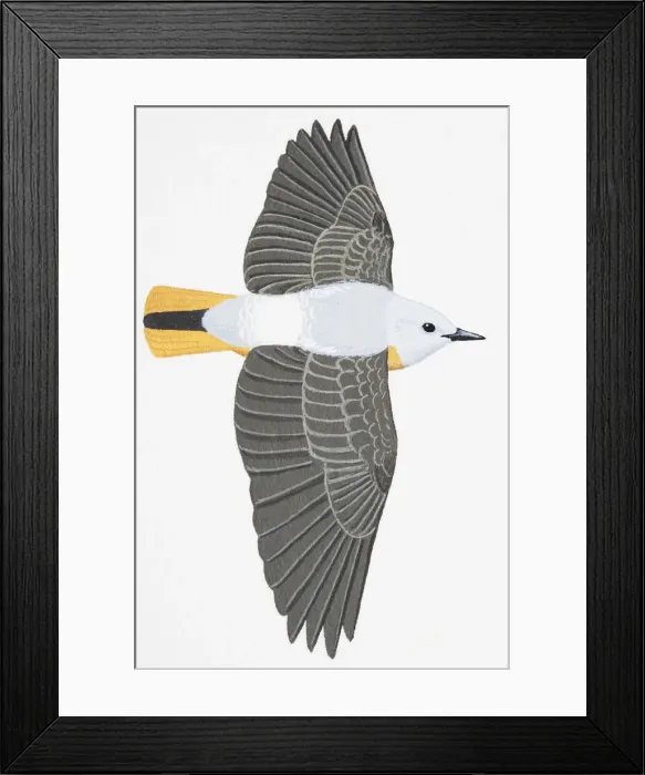 Framed Print : Rufous-tailed Rock-Thrush, Rock Thrush (Monticola saxatilis), adult male Framed Print : Rufous-tailed Rock-Thrush, Rock Thrush (Monticola saxatilis), adult male