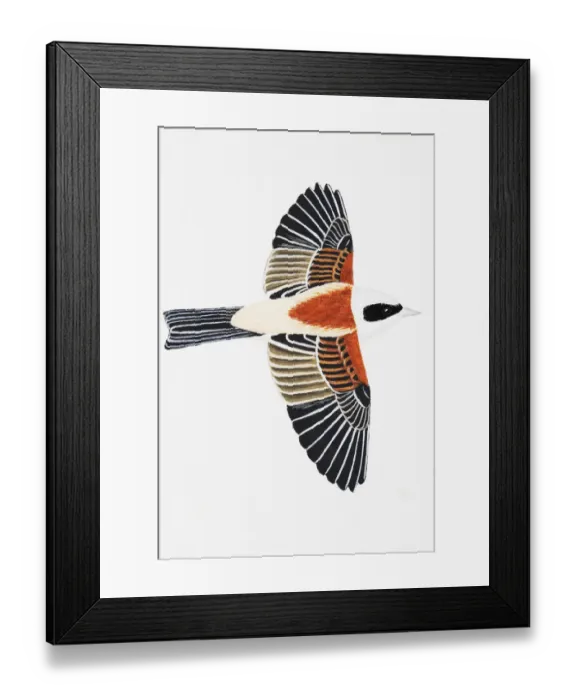 Framed Print : Penduline Tit (Remiz pendulinus), adult Framed Print : Penduline Tit (Remiz pendulinus), adult