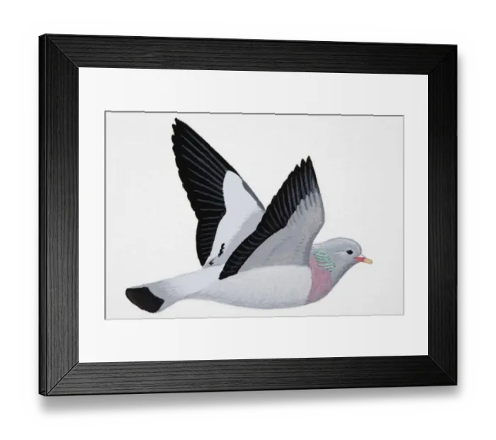 Framed Print : Rock Dove (Columba livia), adult Framed Print : Rock Dove (Columba livia), adult