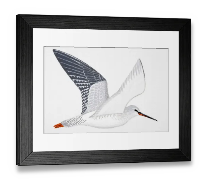 Framed Print : Spotted Redshank (Tringa erythropus), adult