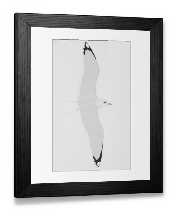 Framed Print : Common Gull (Larus canus), adult