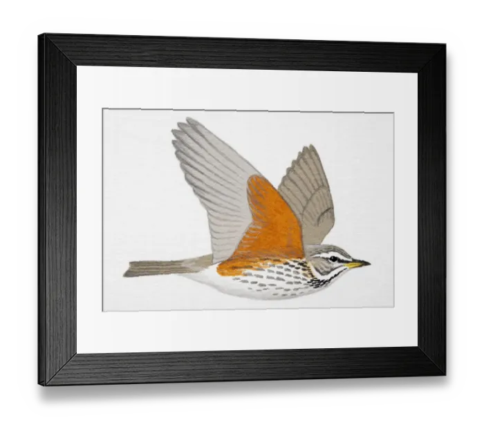 Framed Print : Redwing (Turdus iliacus), adult Framed Print : Redwing (Turdus iliacus), adult
