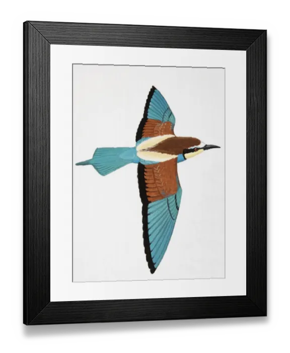 Framed Print : European Bee-eater (Merops apiaster), adult Framed Print : European Bee-eater (Merops apiaster), adult