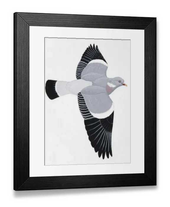 Framed Print : Woodpigeon (Columba palumbus), adult