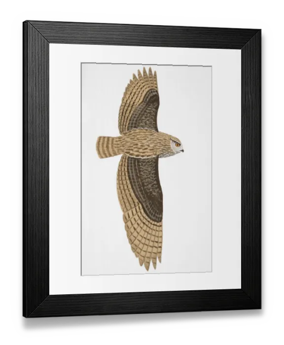 Framed Print : Eurasian Eagle Owl (Bubo bubo), adult male Framed Print : Eurasian Eagle Owl (Bubo bubo), adult male