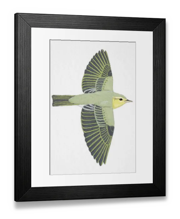 Framed Print : Wood Warbler (Phylloscopus sibilatrix), adult Framed Print : Wood Warbler (Phylloscopus sibilatrix), adult