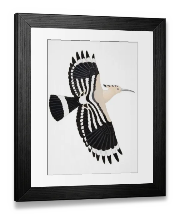 Framed Print : Hoopoe (Upupa epops), adult