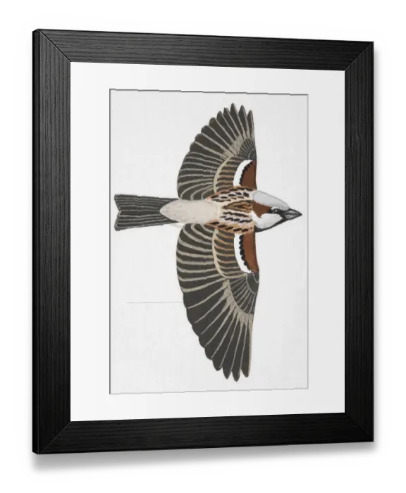 Framed Print : House Sparrow, English Sparrow, (Passer domesticus), adult male Framed Print : House Sparrow, English Sparrow, (Passer domesticus), adult male