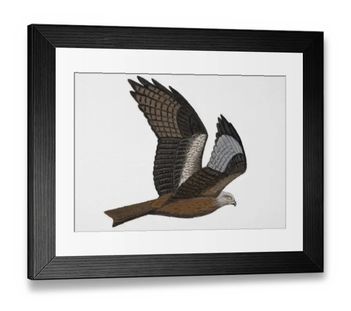 Framed Print : Black Kite (Milvus migrans), adult Framed Print : Black Kite (Milvus migrans), adult