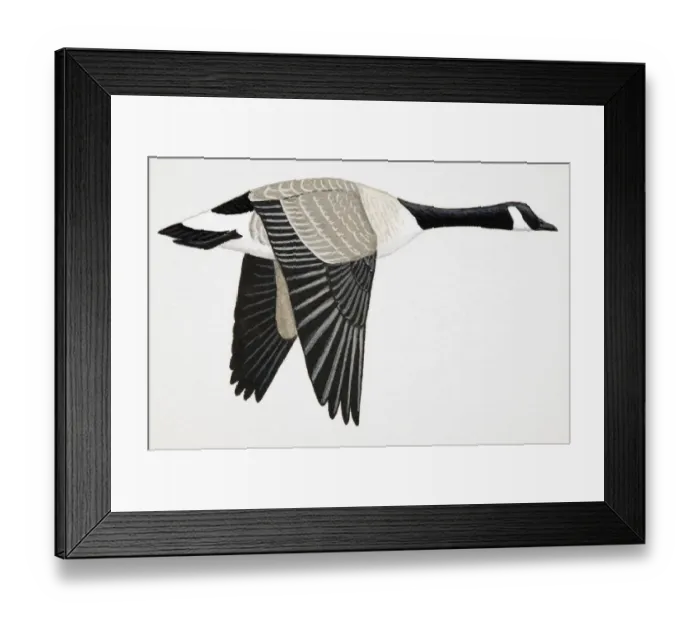 Framed Print : Canada Goose (Branta canadensis), adult Framed Print : Canada Goose (Branta canadensis), adult
