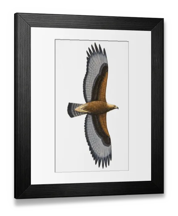 Framed Print : Common Buzzard (Buteo buteo), adult