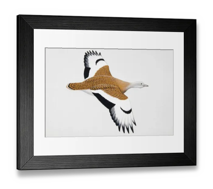 Framed Print : Great Bustard (Otis tarda), adult male