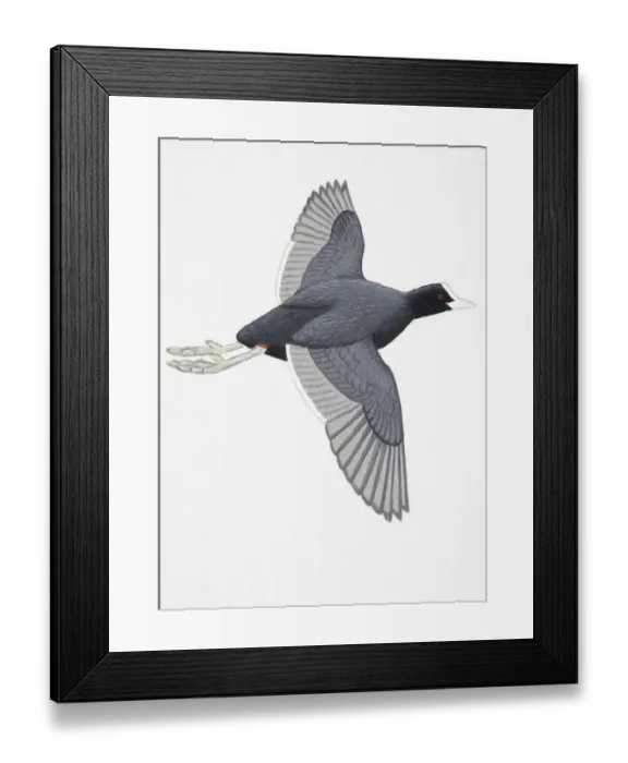Framed Print : Coot (Fulica atra), adult Framed Print : Coot (Fulica atra), adult