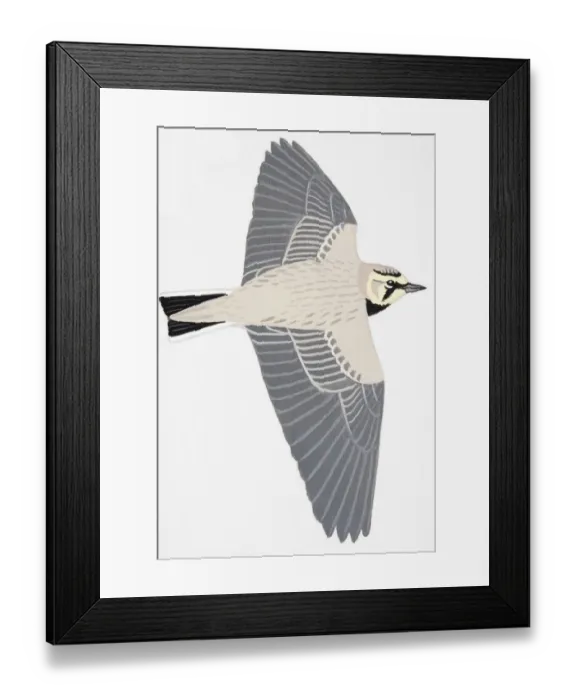 Framed Print : Shorelark, Horned Lark (Eremophila alpestris), adult