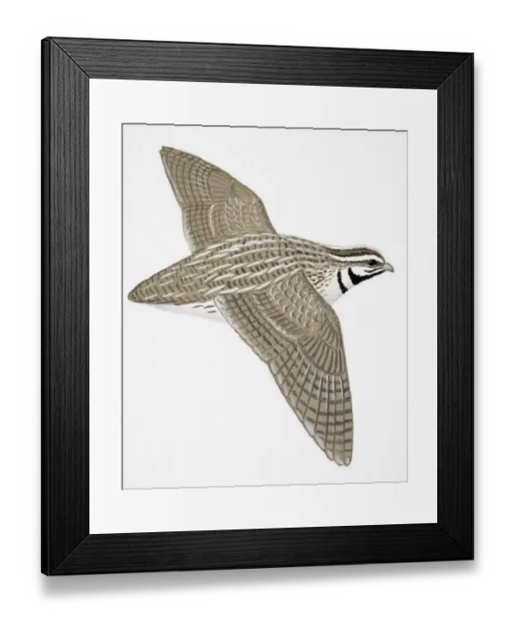 Framed Print : Quail (Coturnix coturnix), adult male Framed Print : Quail (Coturnix coturnix), adult male