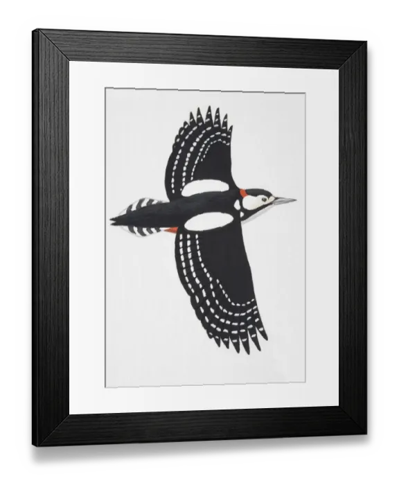 Framed Print : Great Spotted Woodpecker (Dendrocopos major), adult male Framed Print : Great Spotted Woodpecker (Dendrocopos major), adult male