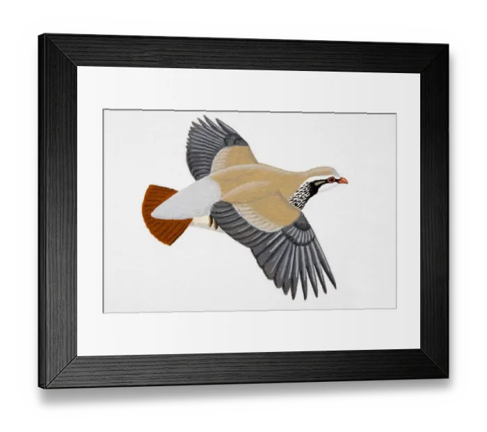 Framed Print : Red-legged Partridge (Alectoris rufa), adult Framed Print : Red-legged Partridge (Alectoris rufa), adult