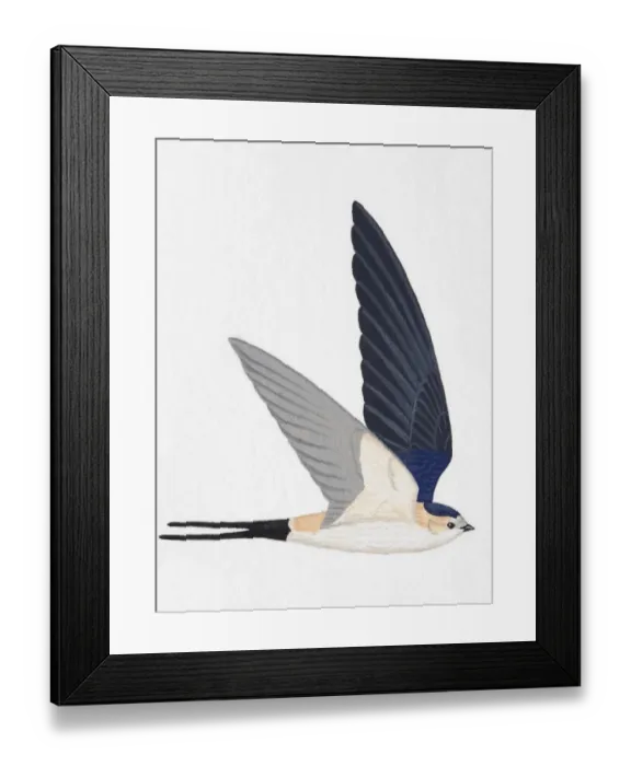 Framed Print : Red-rumped Swallow (Hirundo daurica), adult Framed Print : Red-rumped Swallow (Hirundo daurica), adult