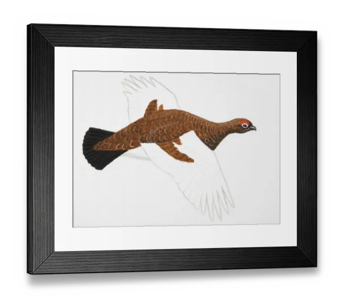 Framed Print : Willow Grouse, Willow Ptarmigan (Lagopus lagopus), adult male, spring plumage Framed Print : Willow Grouse, Willow Ptarmigan (Lagopus lagopus), adult male, spring plumage