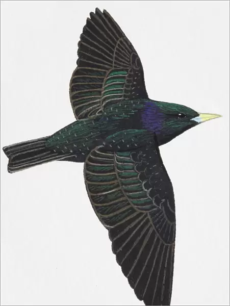 European Starling or Common Starling (Sturnus vulgaris), adult